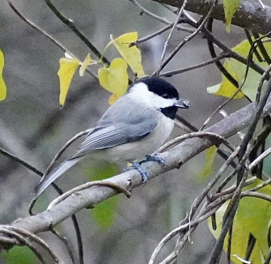 Carolina Chickadee - ML646295912
