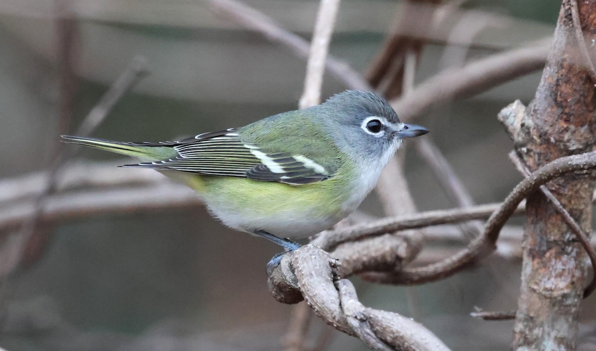 Blue-headed Vireo - ML646295918