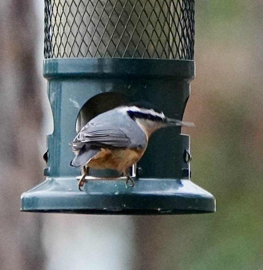 Red-breasted Nuthatch - ML646295922
