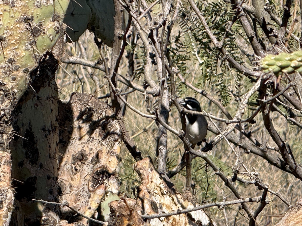 Black-throated Sparrow - ML646295930