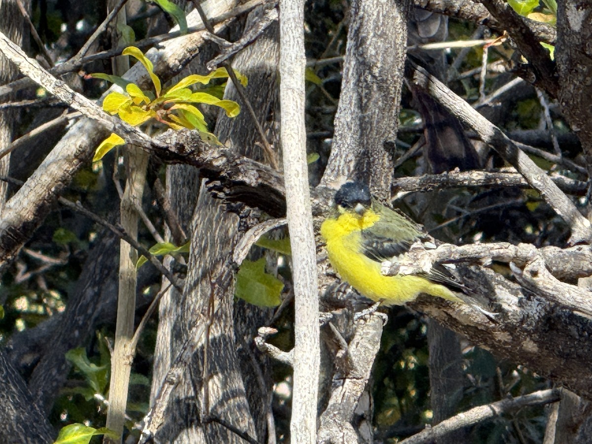 Lesser Goldfinch - ML646295932