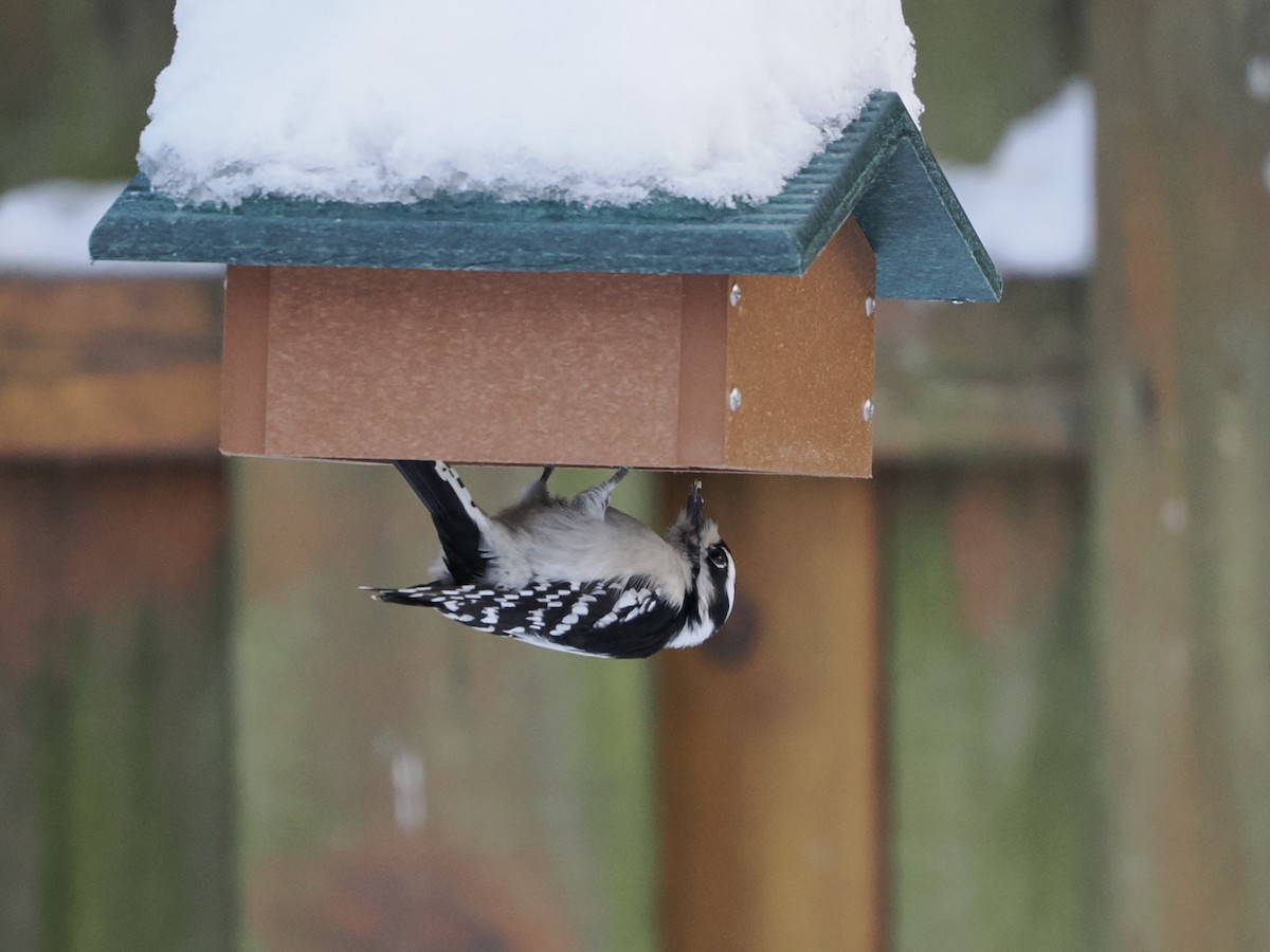 Downy Woodpecker - ML646295935