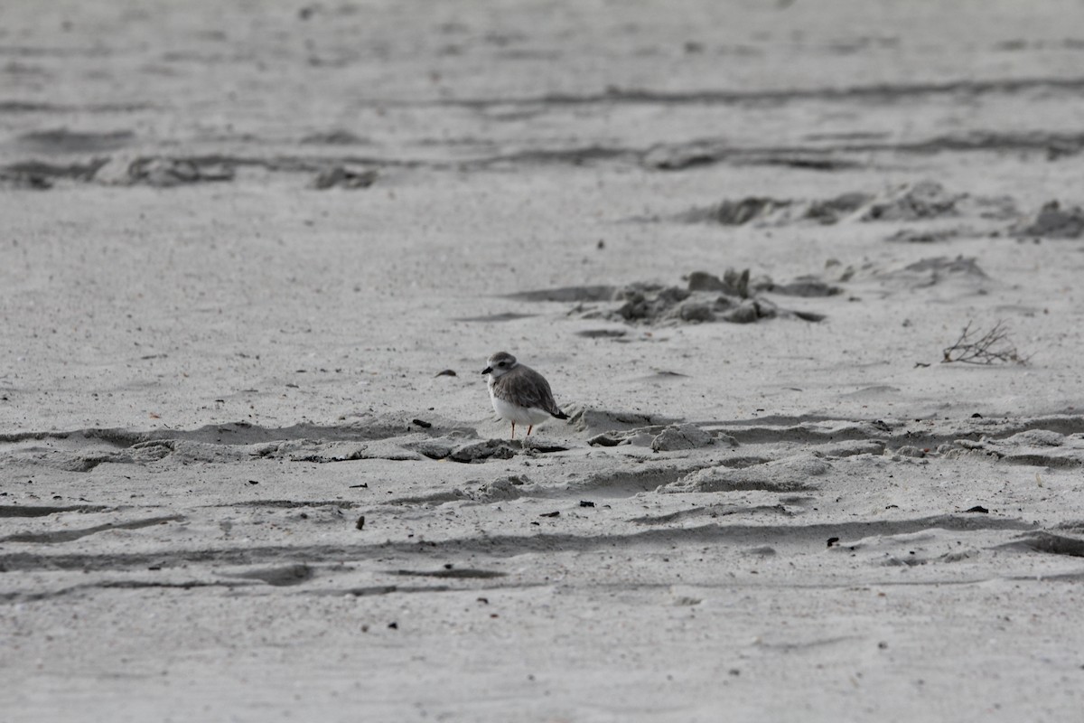 Islıkçı Cılıbıt - ML646295937