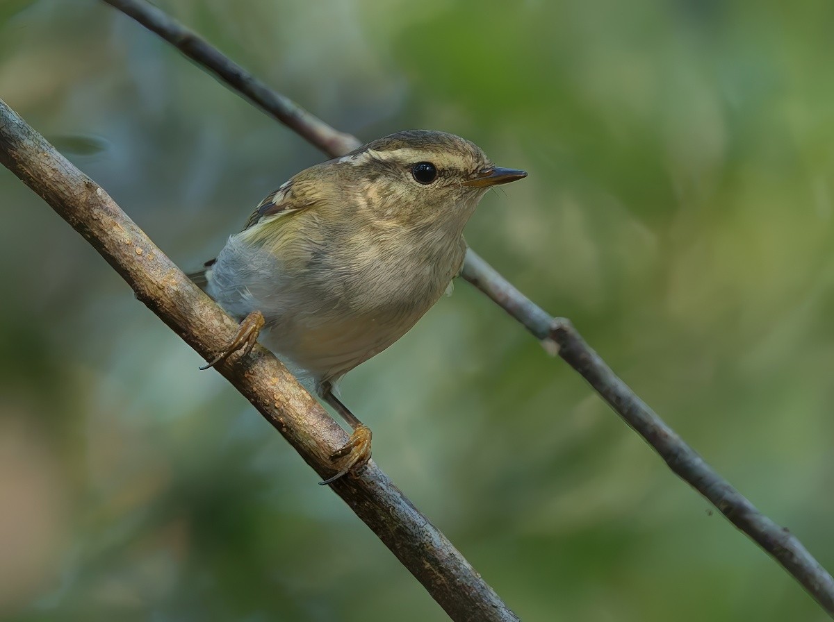 Yellow-browed Warbler - ML646295939