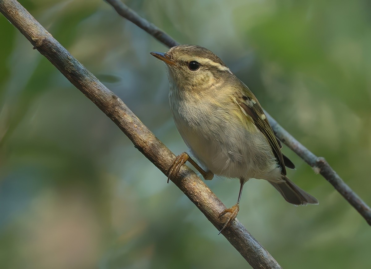 Yellow-browed Warbler - ML646295940