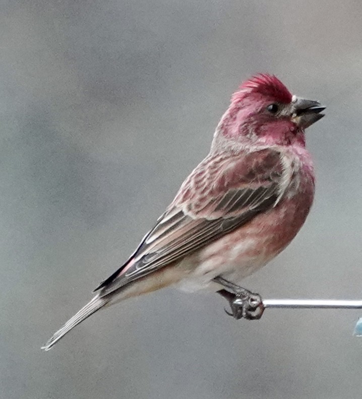 Purple Finch - ML646295943