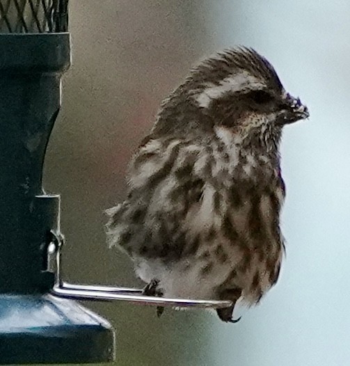 Purple Finch - ML646295944