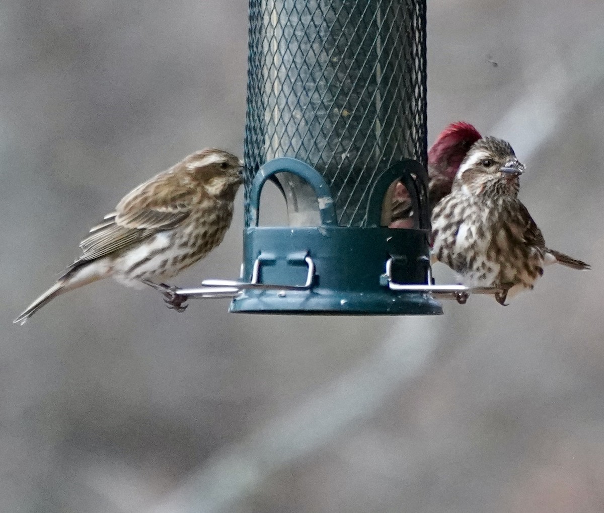 Purple Finch - ML646295945