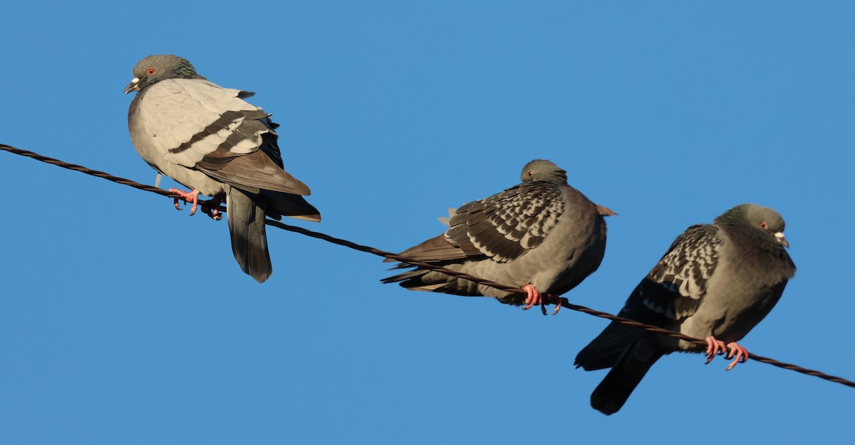 Rock Pigeon (Feral Pigeon) - ML646295948