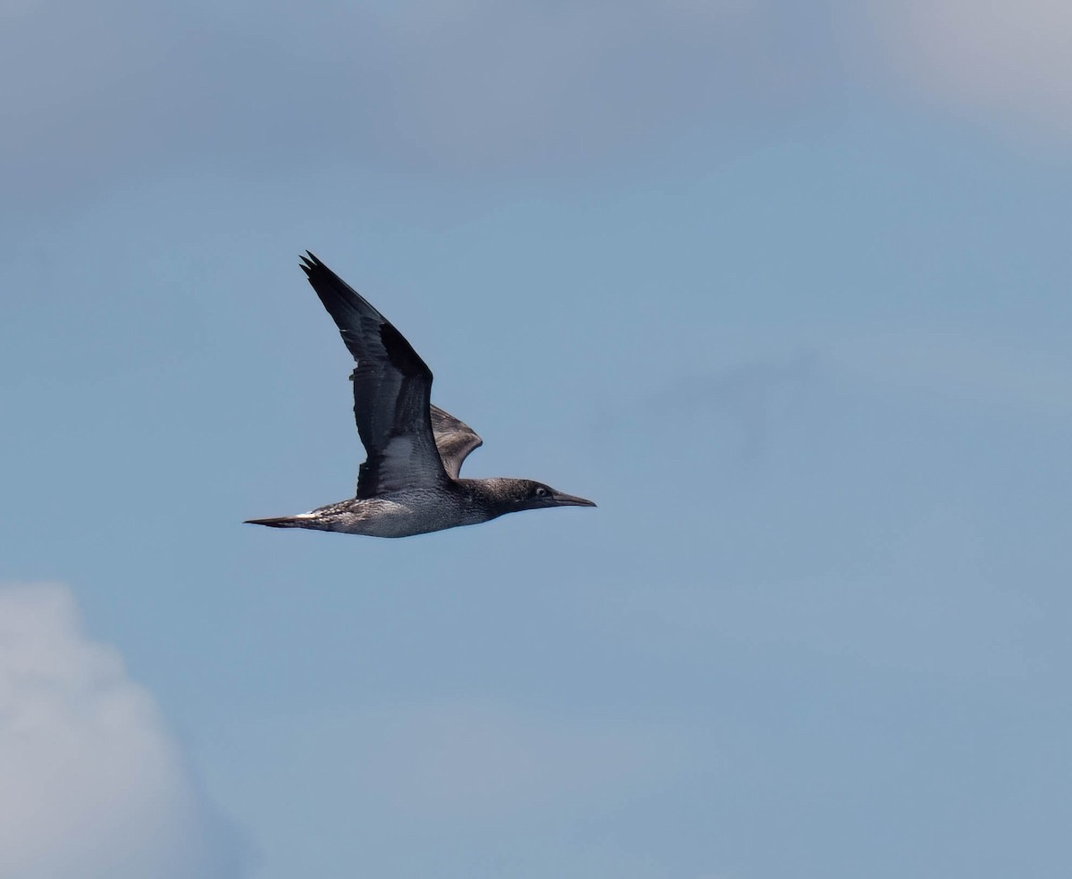 סולה מצויה - ML646295949