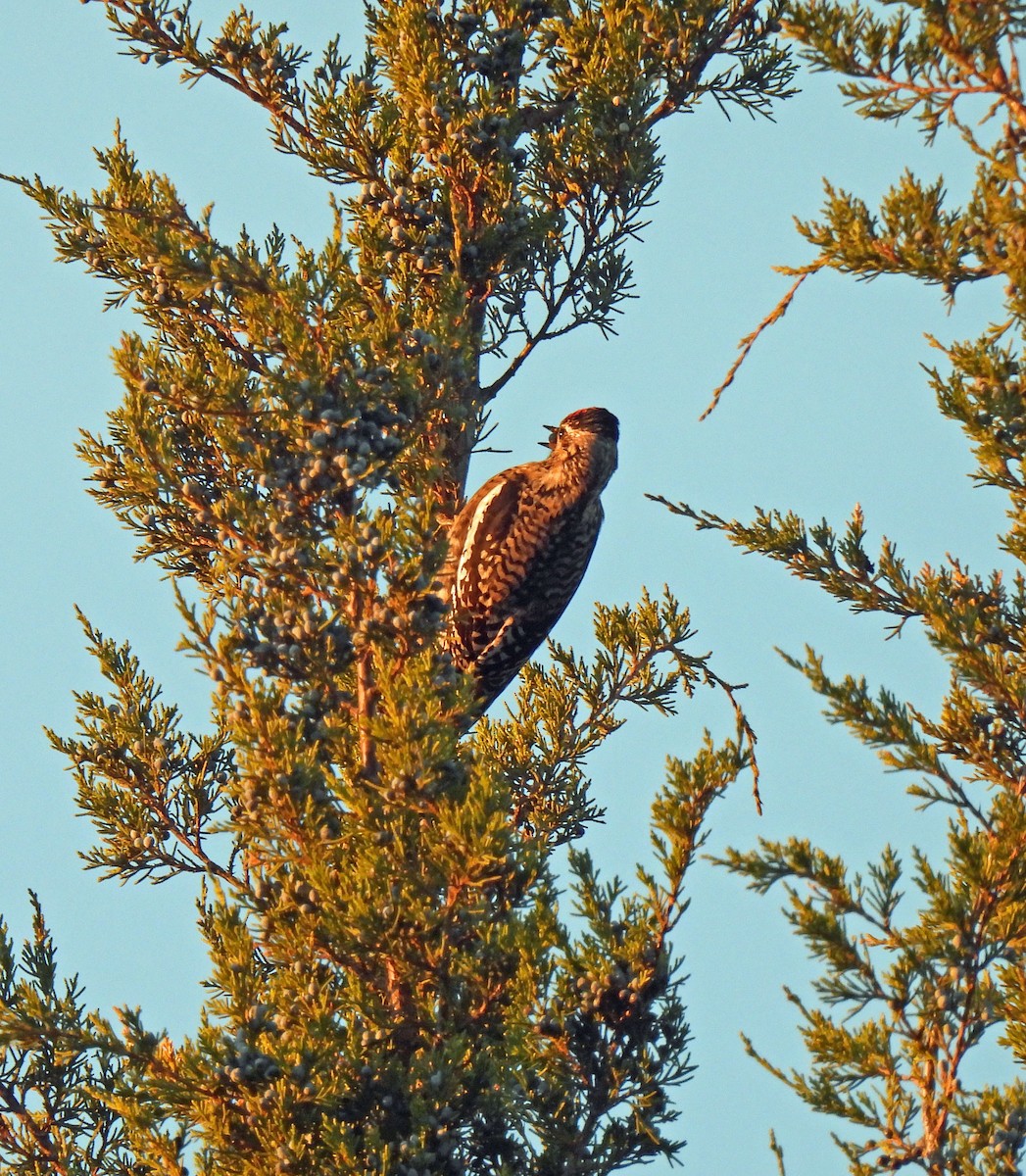 Yellow-bellied Sapsucker - ML646295951