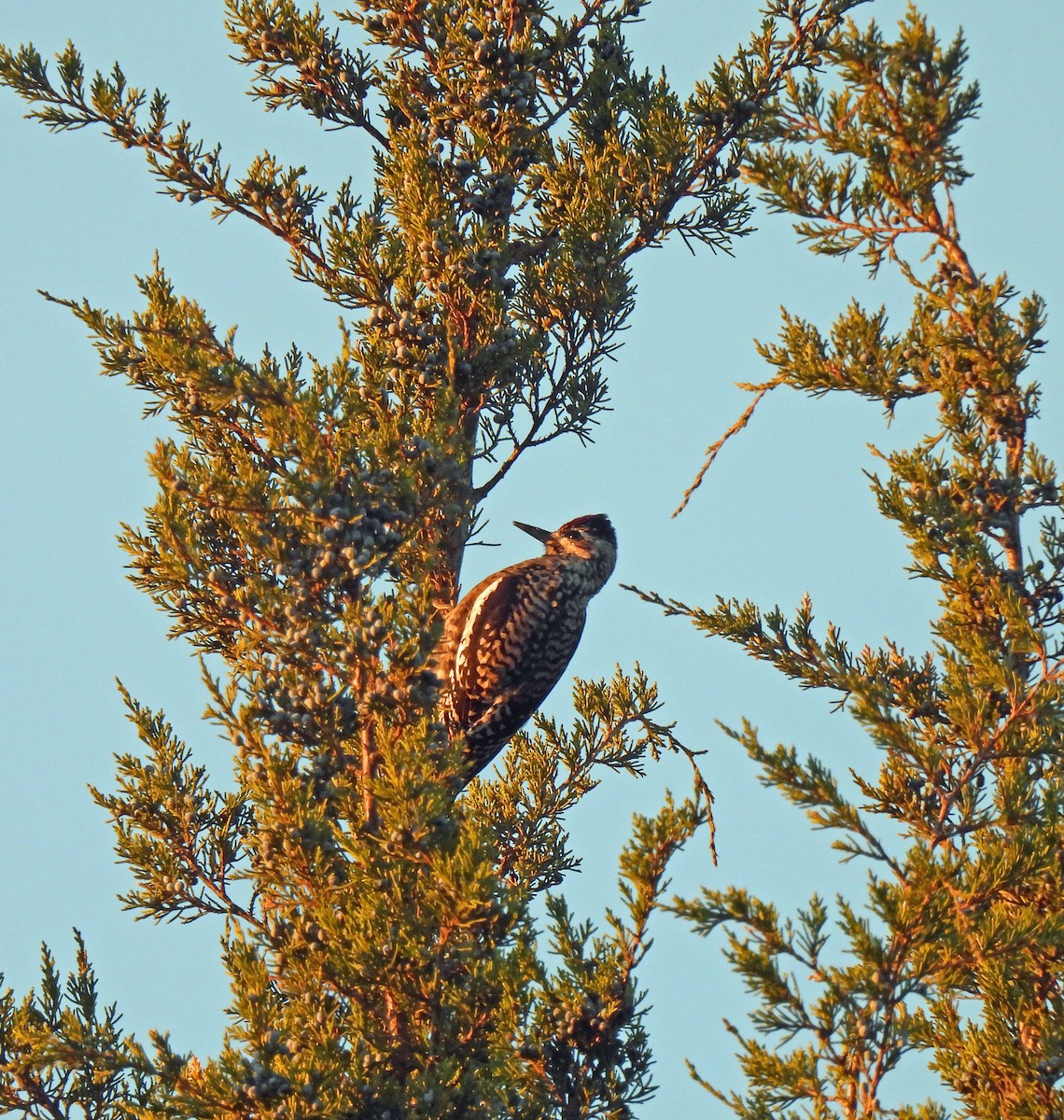Yellow-bellied Sapsucker - ML646295952