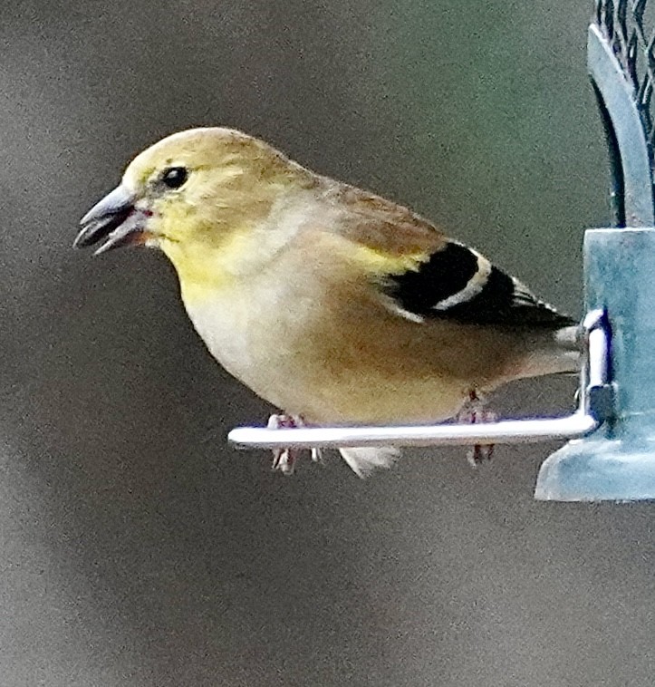 American Goldfinch - ML646295954