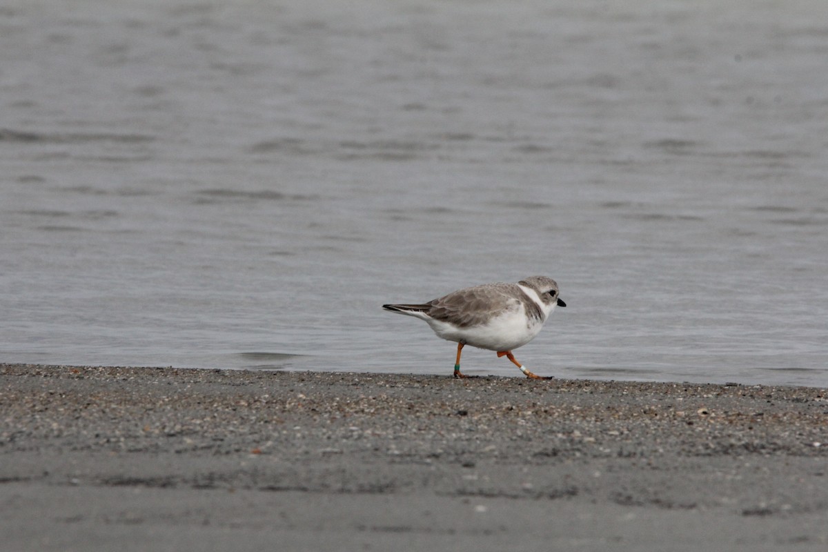 Islıkçı Cılıbıt - ML646295955