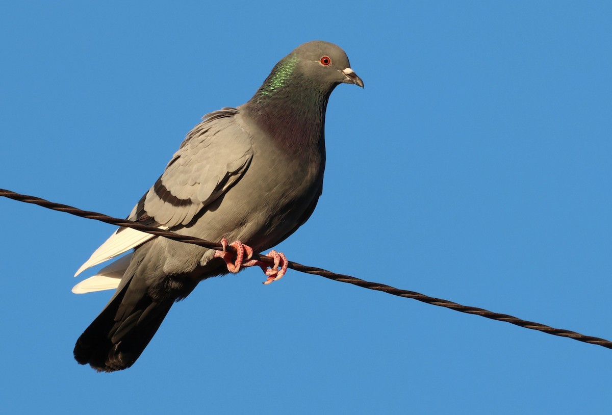 Rock Pigeon (Feral Pigeon) - ML646295956