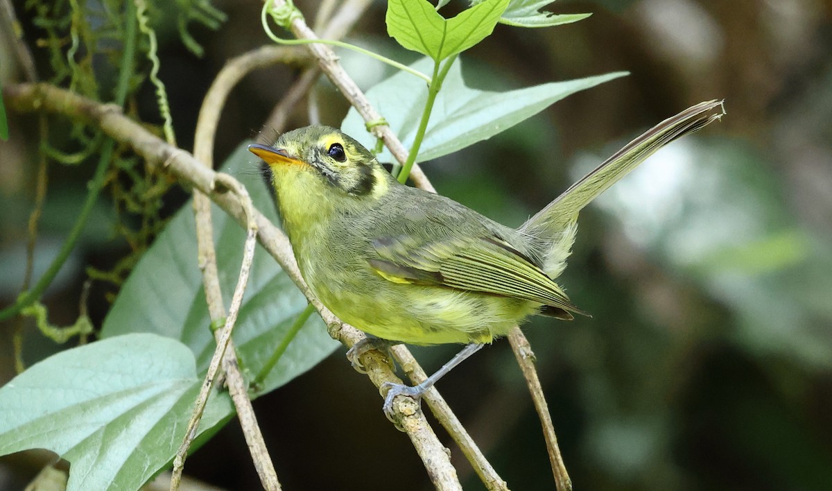 Oustalet's Tyrannulet - ML646295963