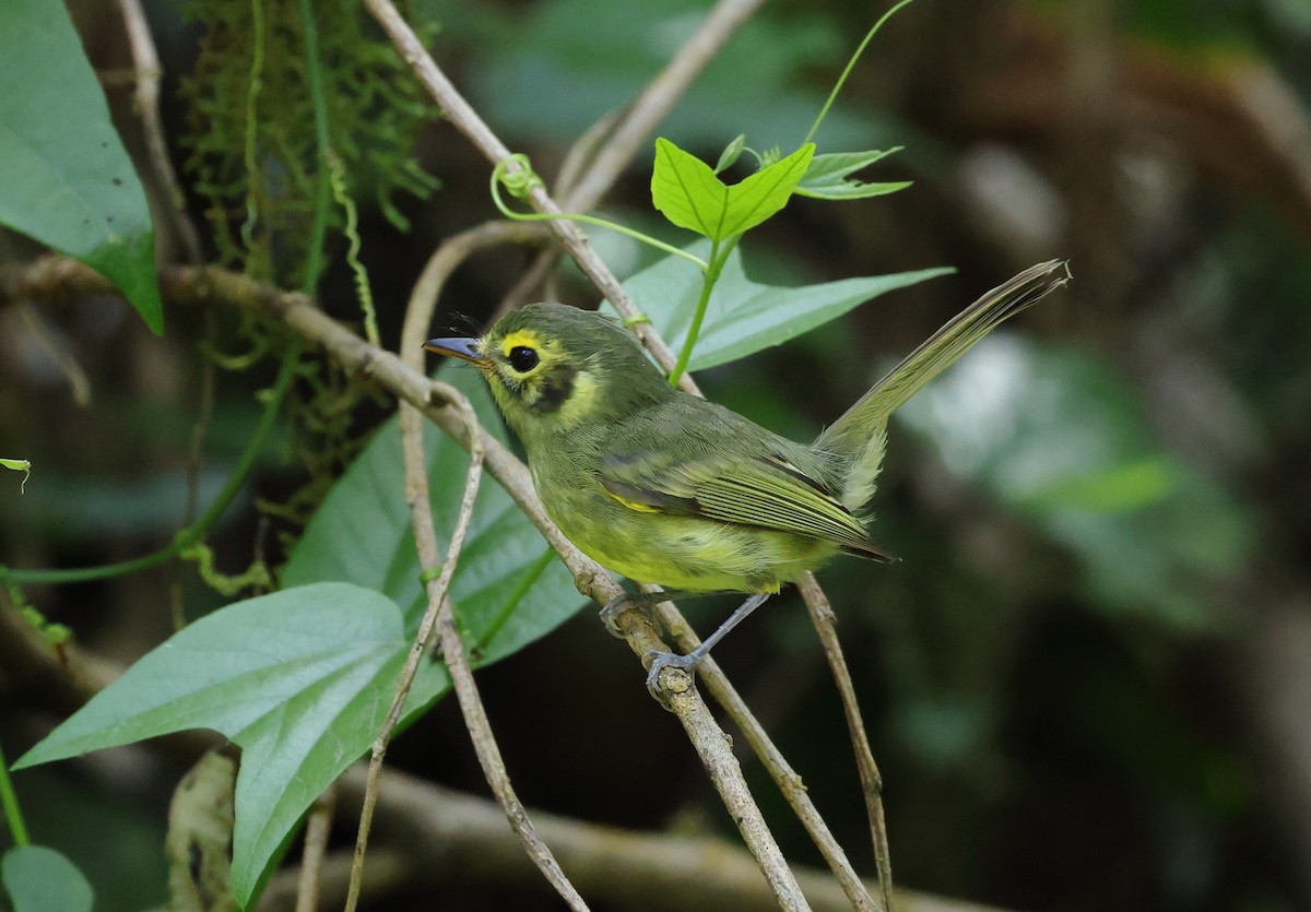 Oustalet's Tyrannulet - ML646295964