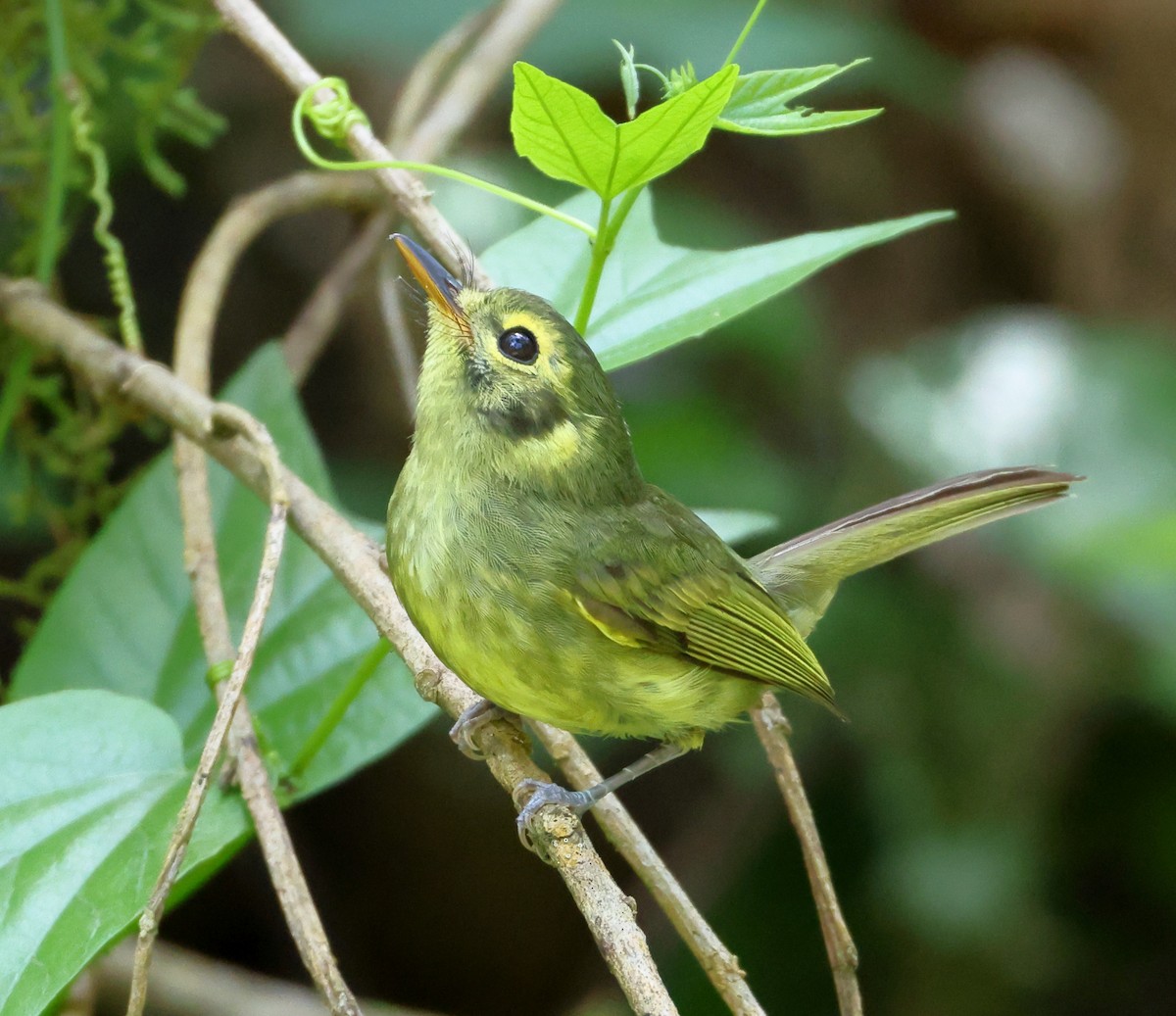 Oustalet's Tyrannulet - ML646295965