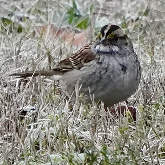 White-throated Sparrow - ML646295968