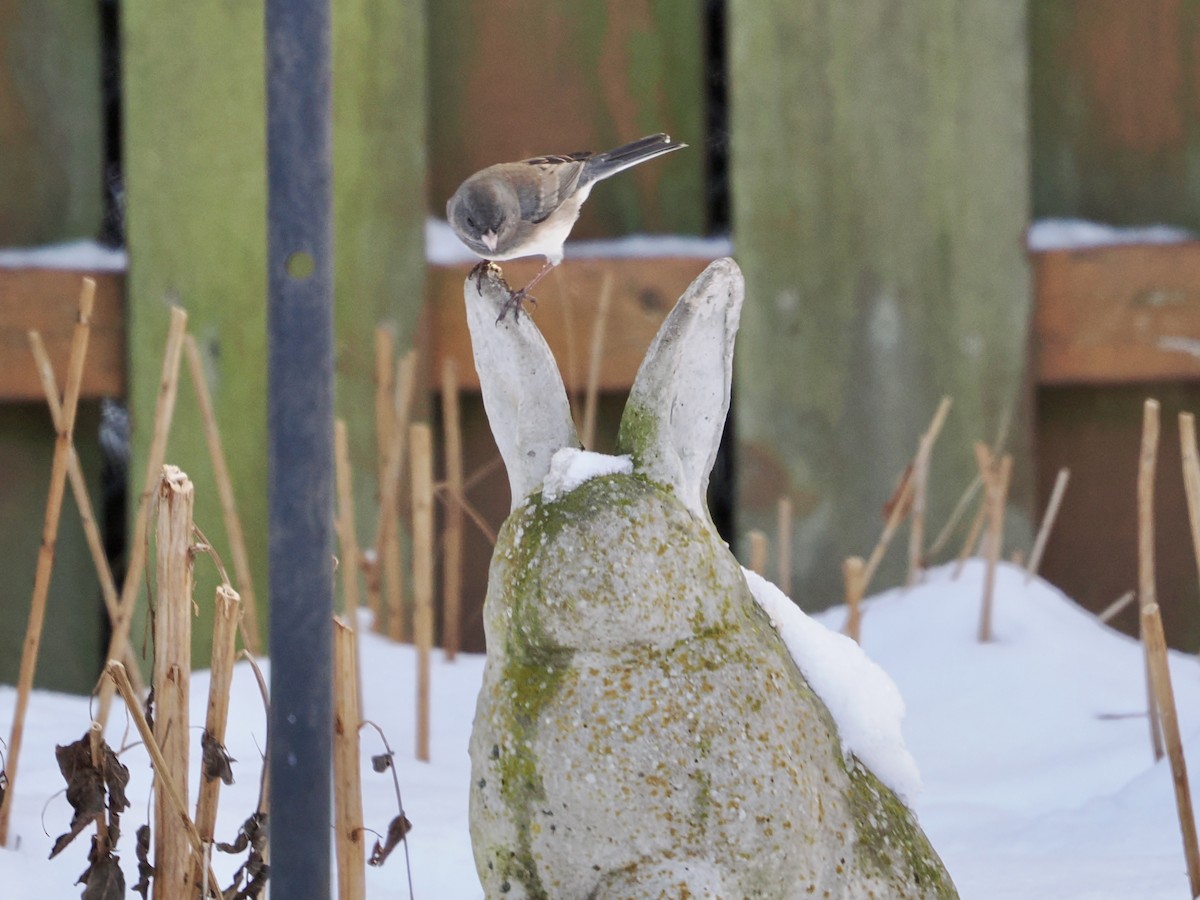 Dark-eyed Junco - ML646295969