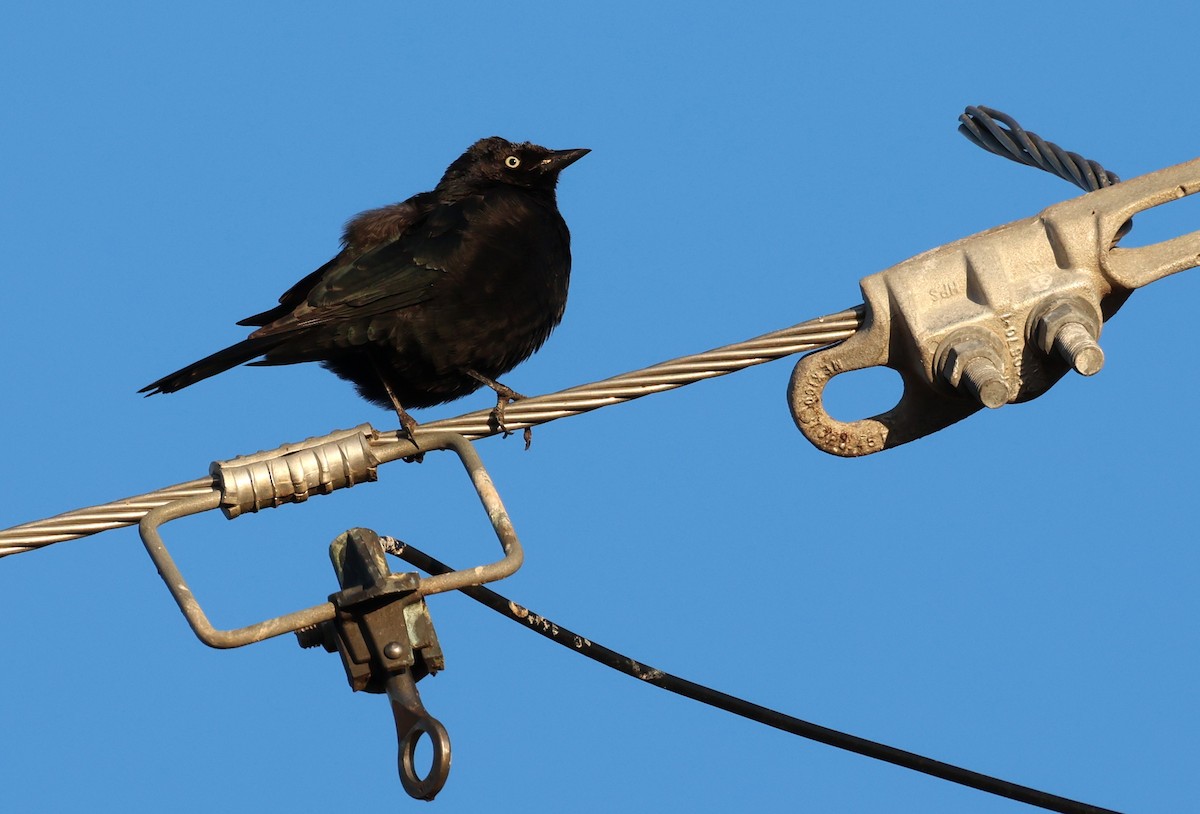 Brewer's Blackbird - ML646295971