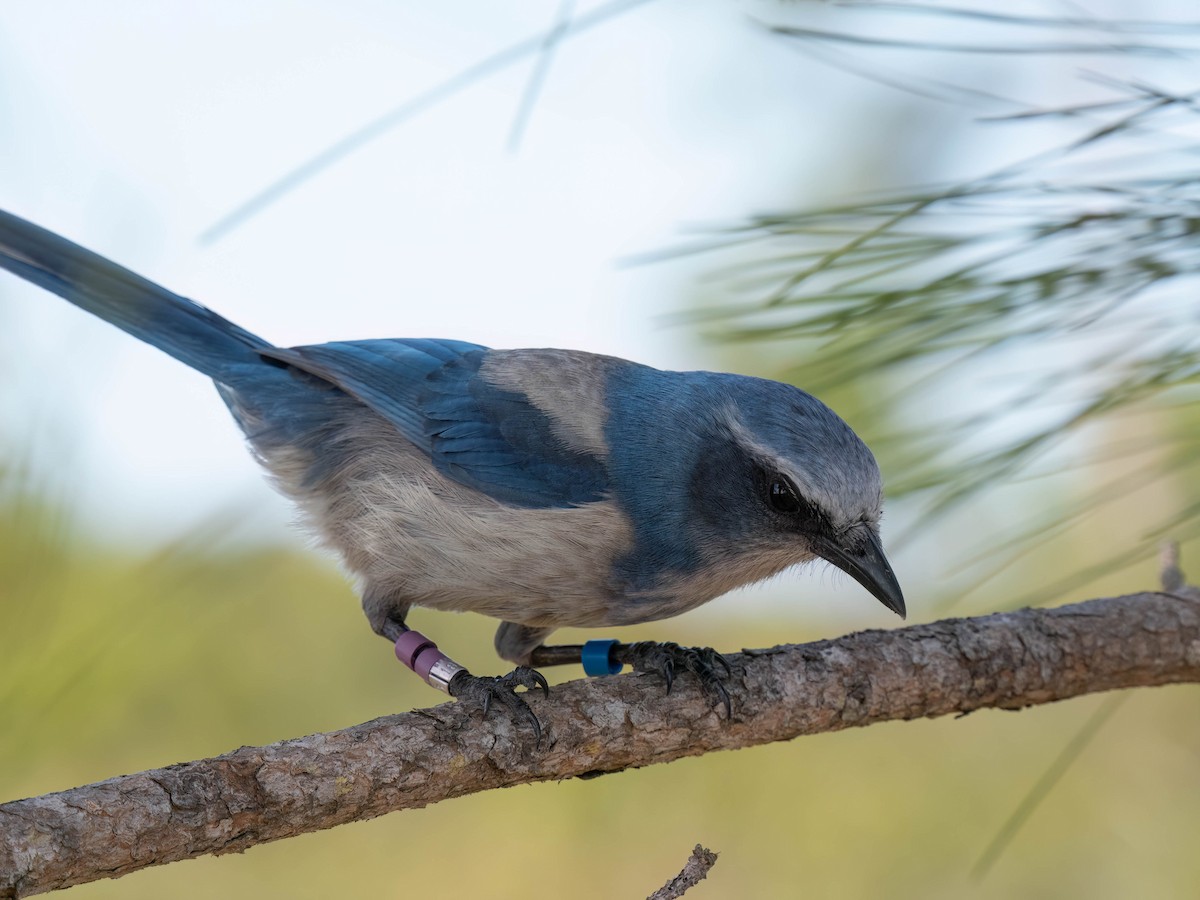 Florida Scrub-Jay - ML646295973