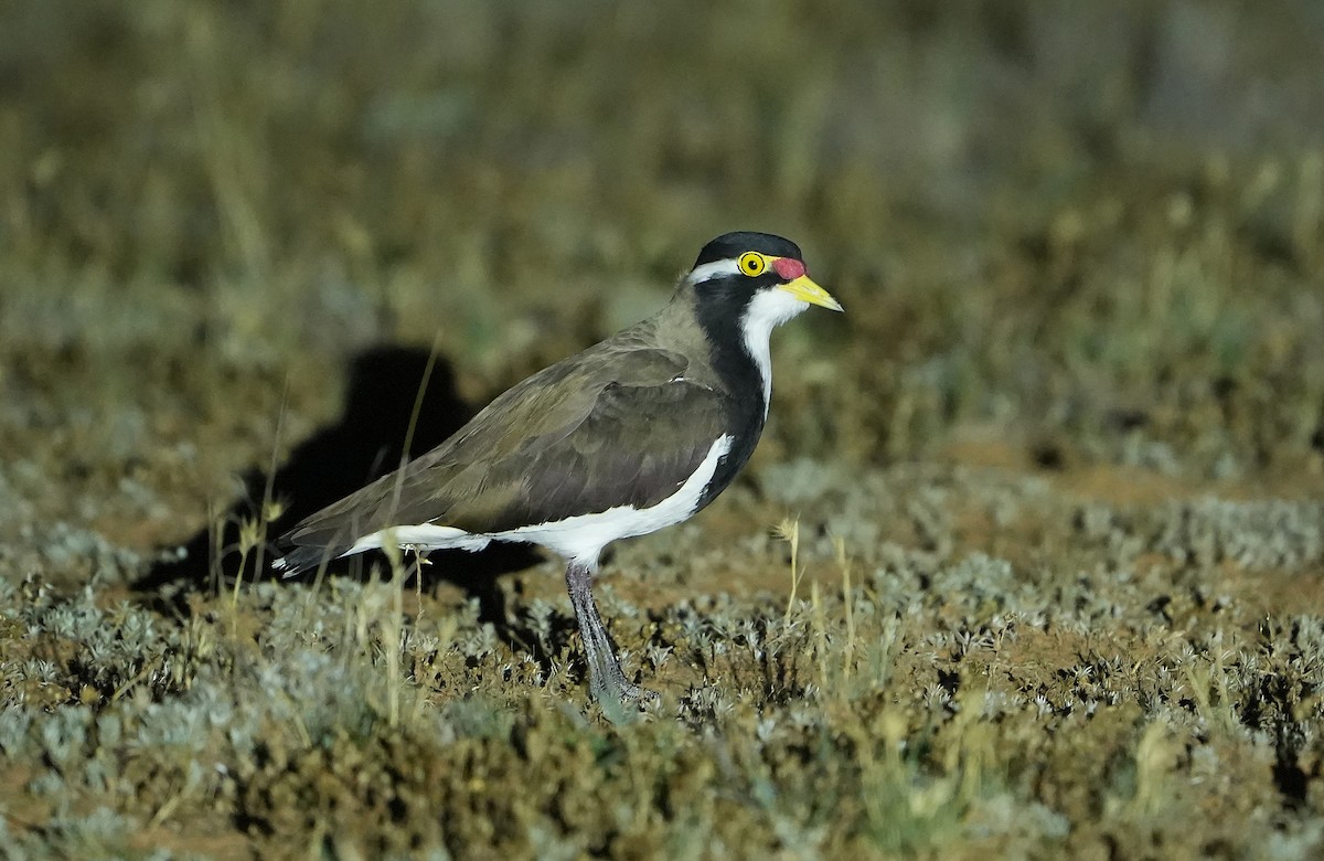 Banded Lapwing - ML646295974
