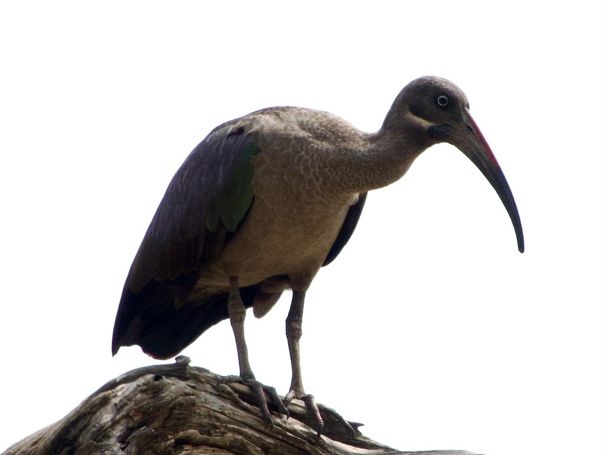 hadadaibis - ML646295975