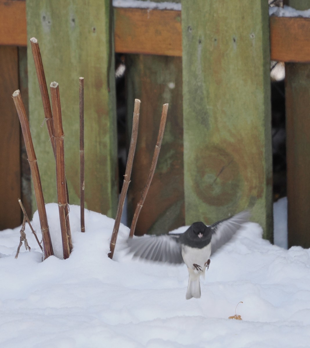Dark-eyed Junco - ML646295976