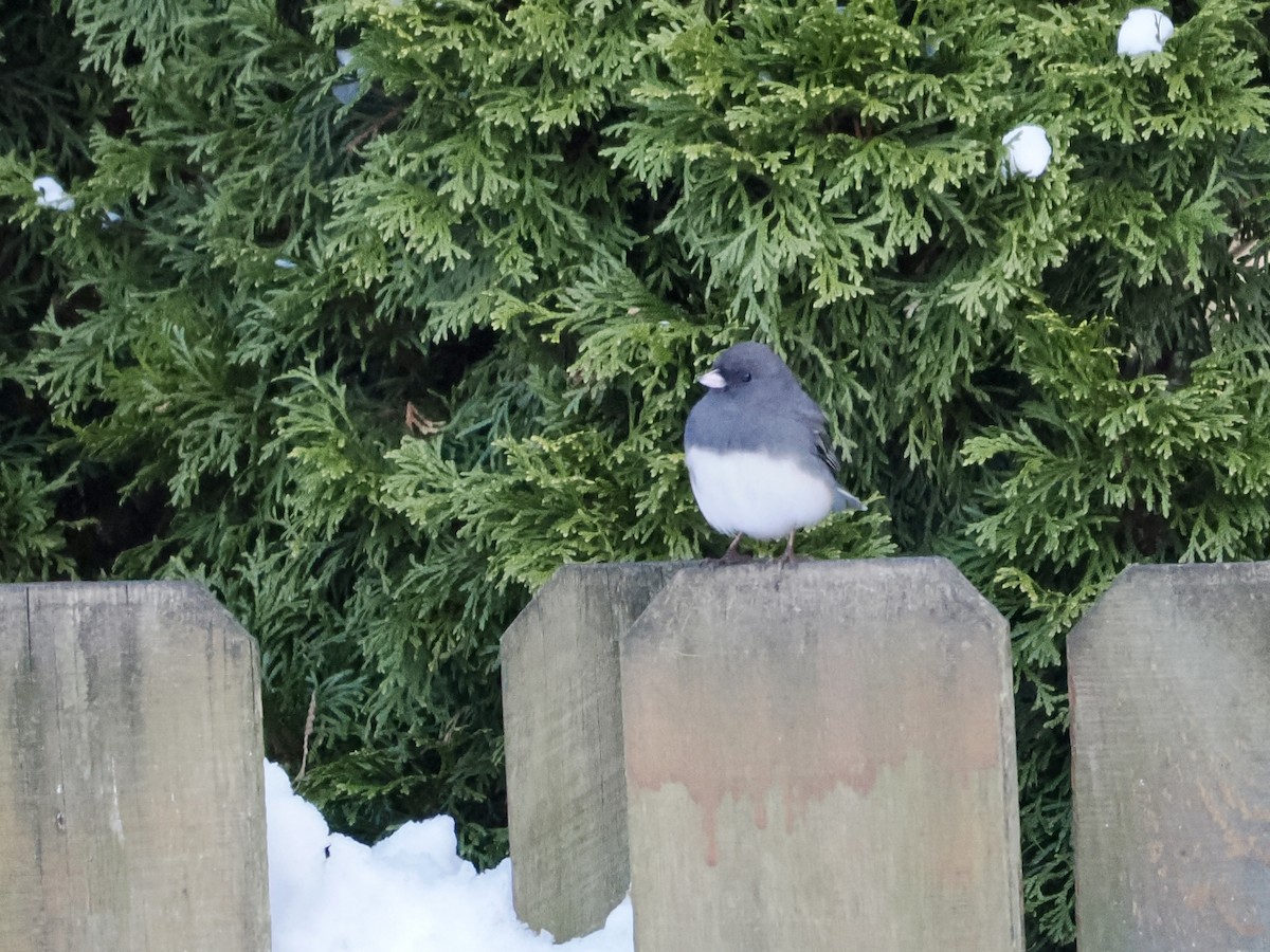 Dark-eyed Junco - ML646295977