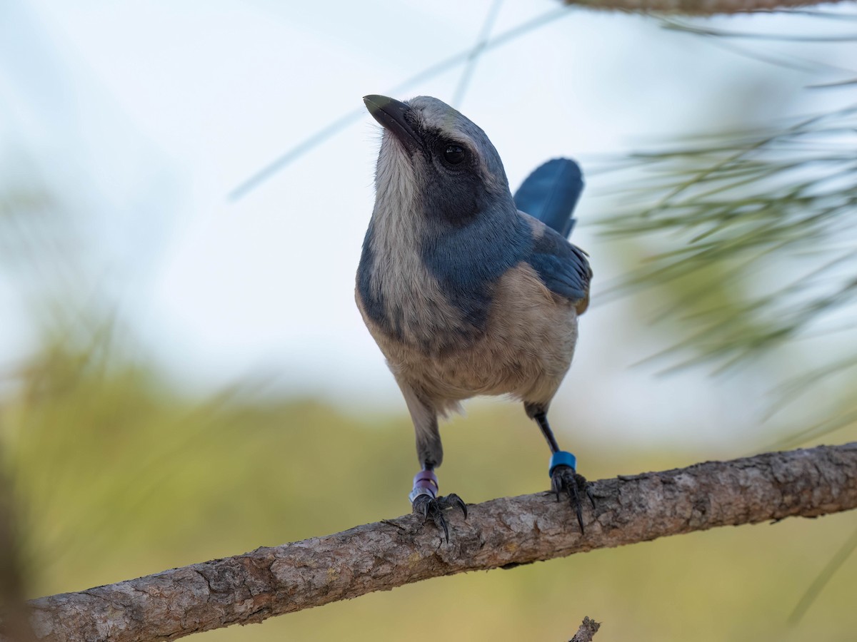 Florida Scrub-Jay - ML646295979