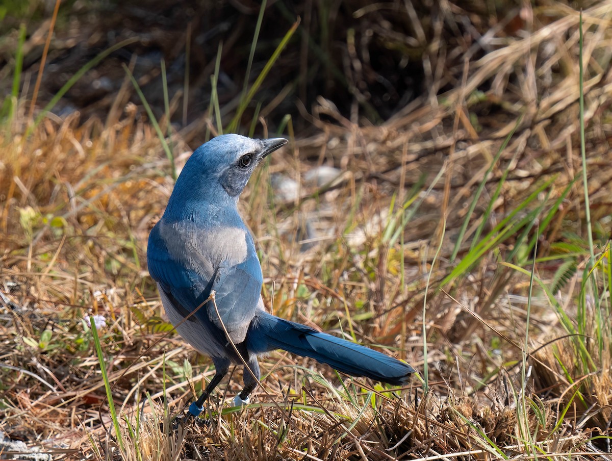 Florida Scrub-Jay - ML646295982
