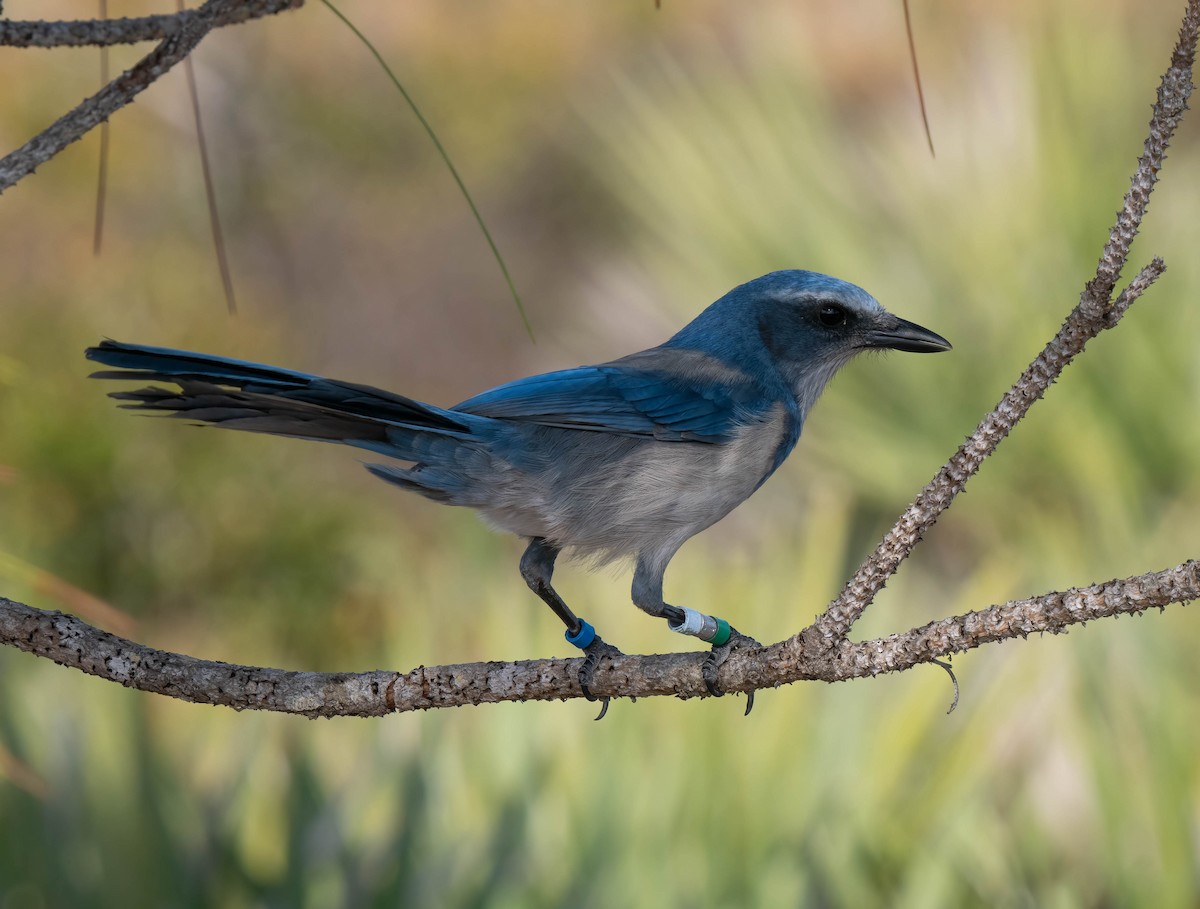 Florida Scrub-Jay - ML646295983