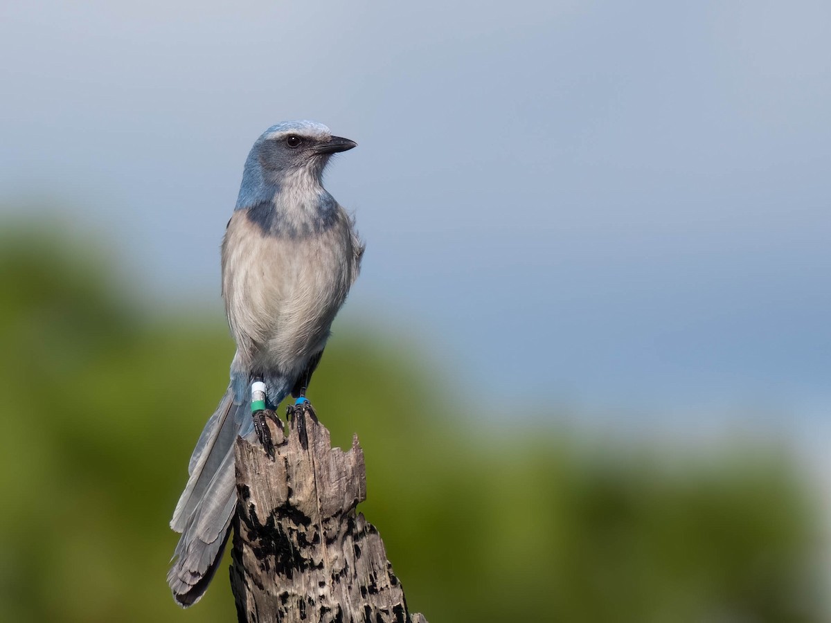 Florida Scrub-Jay - ML646295987