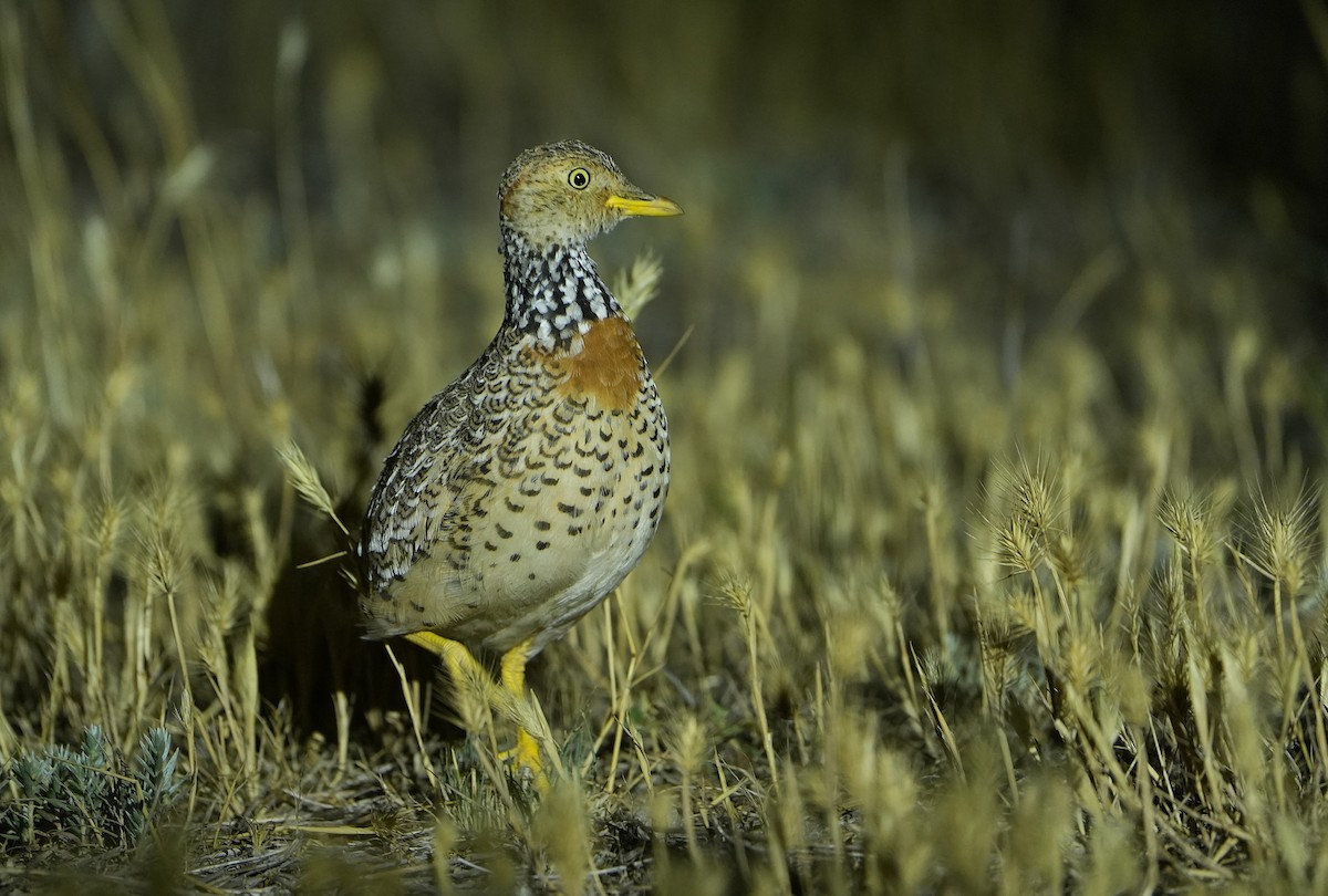 Plains-wanderer - ML646295988