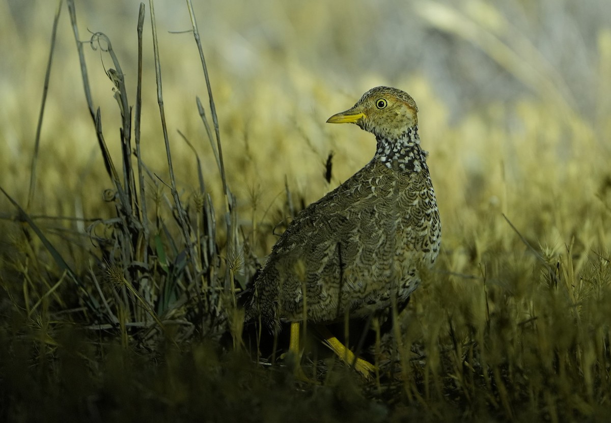 Plains-wanderer - ML646295989