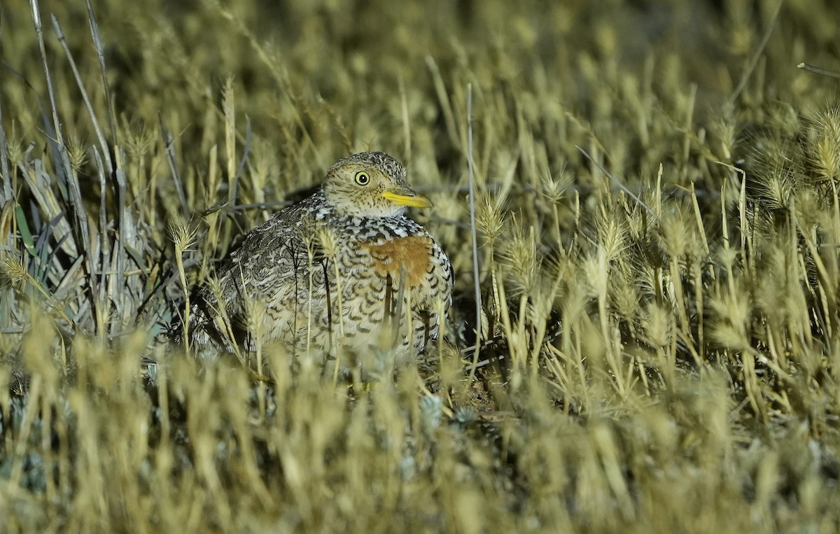 Plains-wanderer - ML646295990