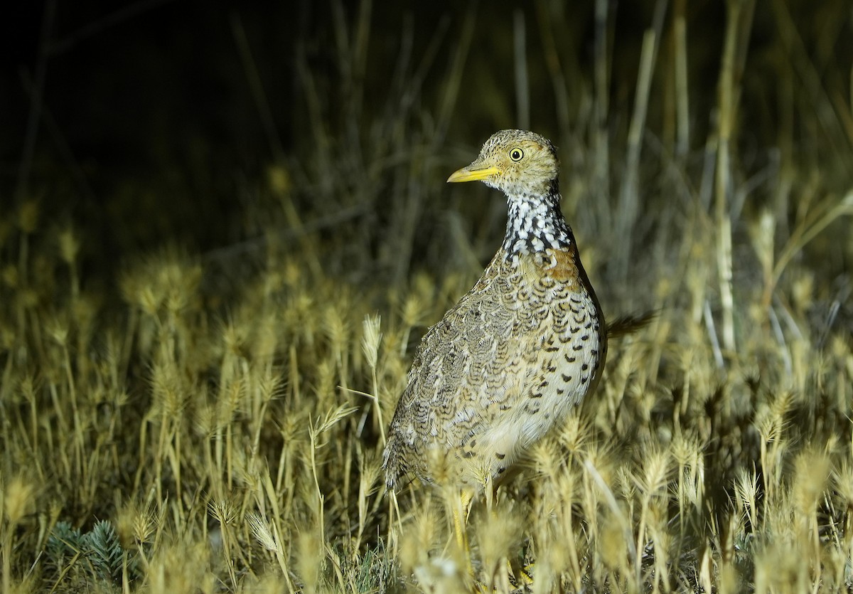 Plains-wanderer - ML646295991