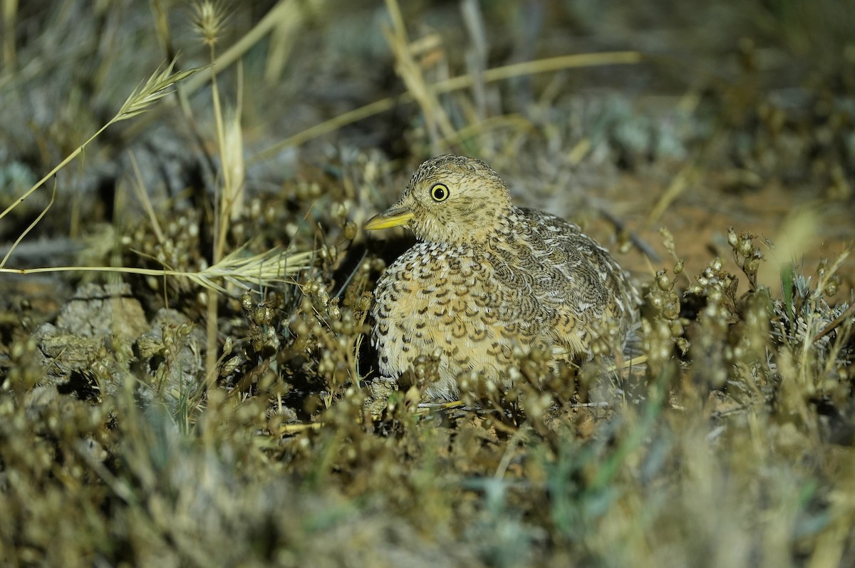 Plains-wanderer - ML646295992