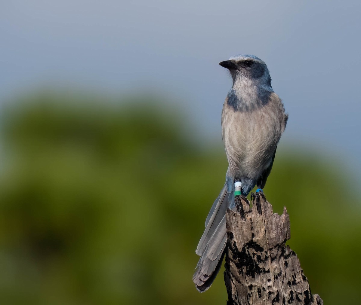 Florida Scrub-Jay - ML646295993
