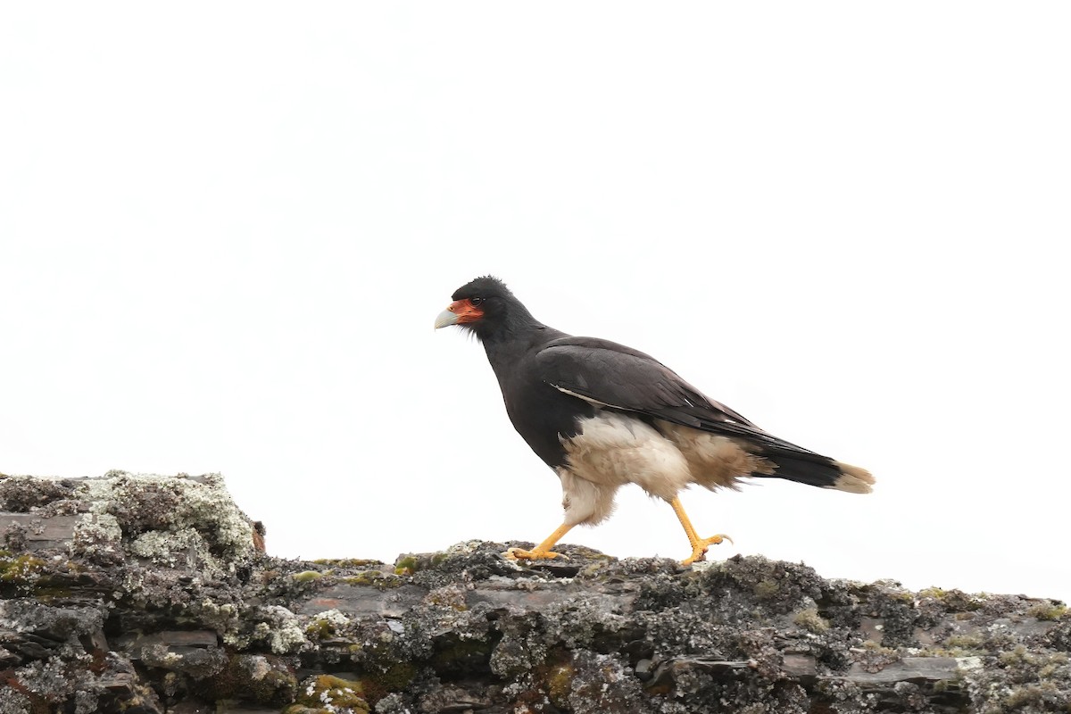 Mountain Caracara - ML646295994