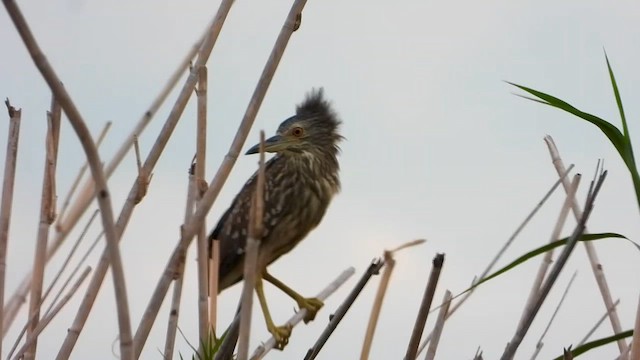 Кваква - ML646295996