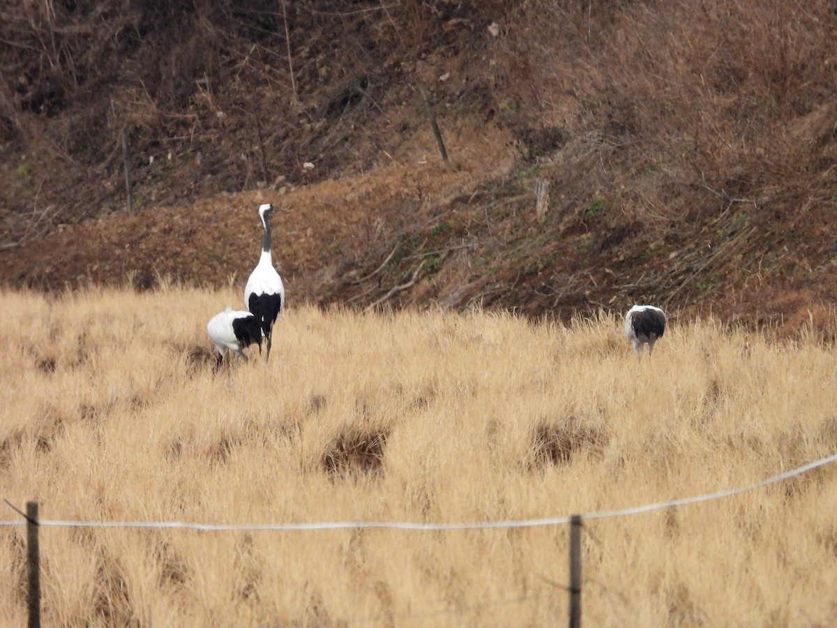 Grue du Japon - ML646296002