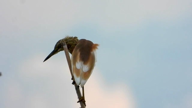 Жёлтая цапля - ML646296010