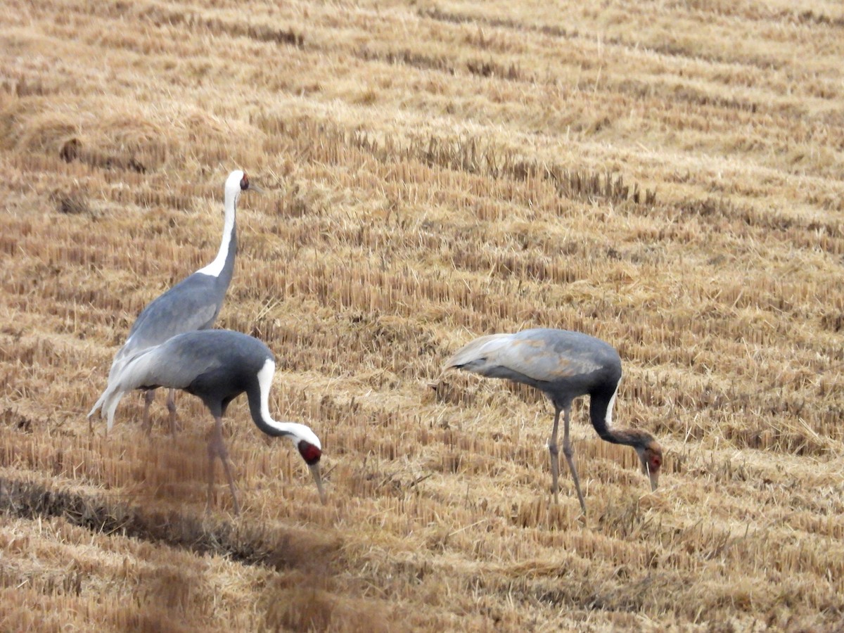 White-naped Crane - ML646296013