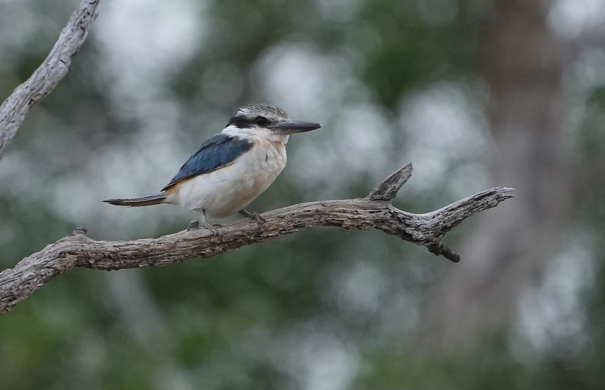 Rotbürzelliest - ML646296017