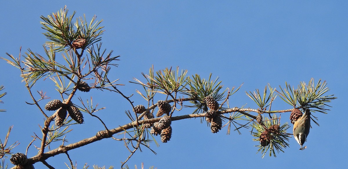 Red-breasted Nuthatch - ML646296022