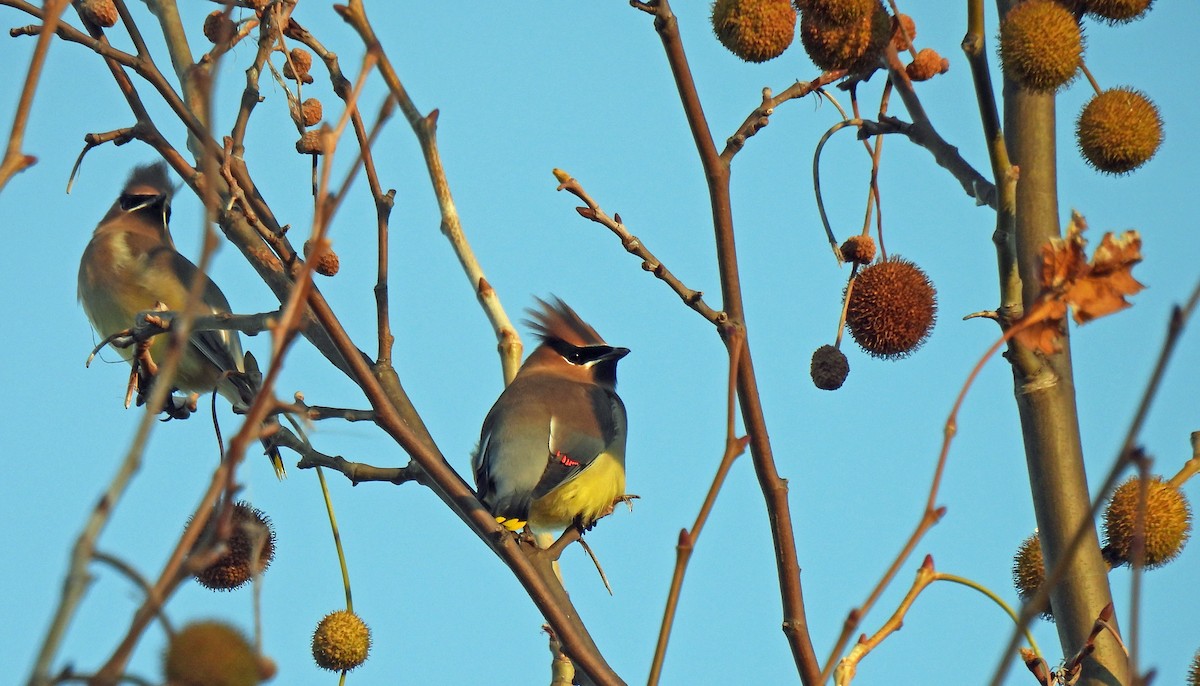 Cedar Waxwing - ML646296031