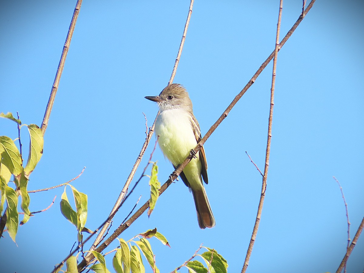 Ash-throated Flycatcher - ML646296036
