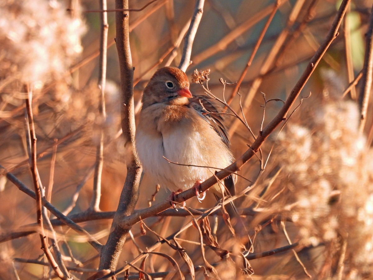 Field Sparrow - ML646296037